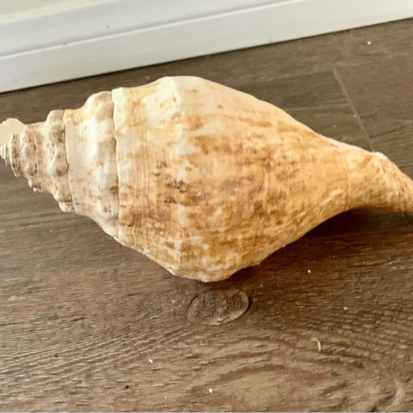 Big Sea Shell - Picture 5 of 12